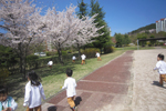 운동장에 피어있는 벚꽃나무 아래로 아이들이 달려가는 모습이다